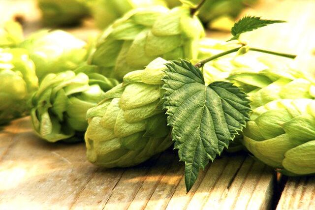 houblon de houblon pour augmenter la taille du sein